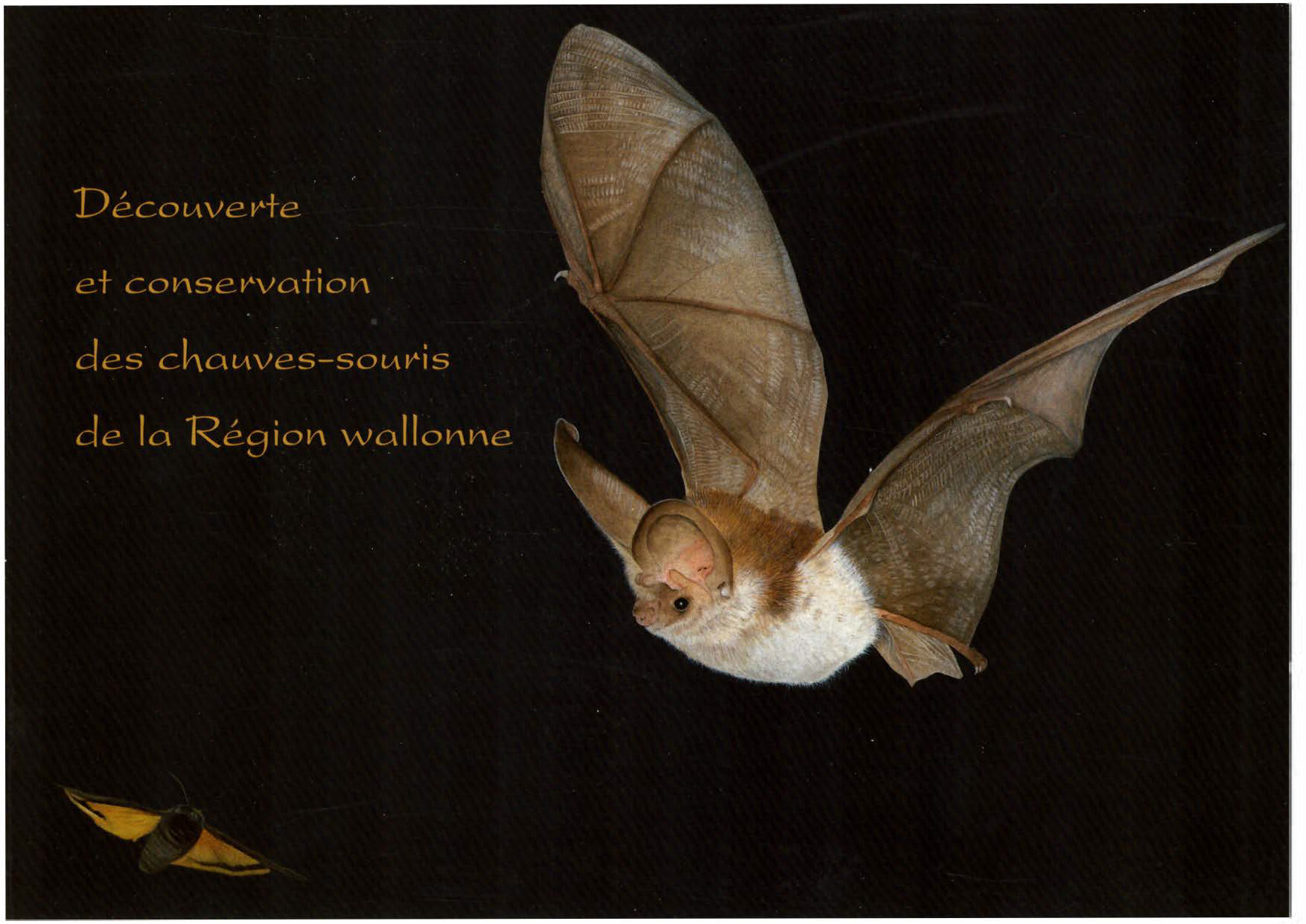 Voorpag Découverte et Conservation des chauves-souris de la Région wallonne 1996.jpg