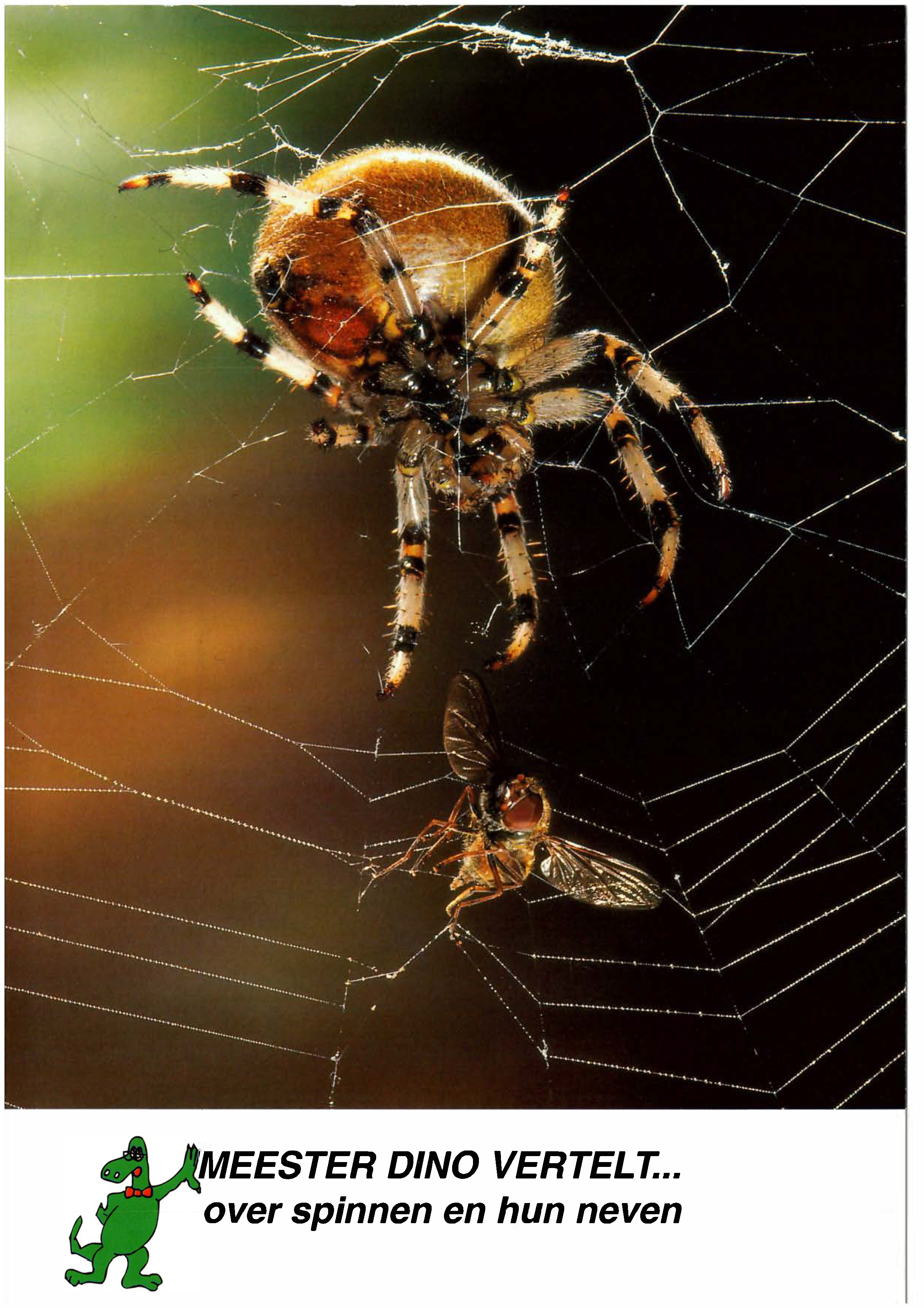 Voorpag Meester dino vertelt... over spinnen en hun neven 1996.jpg