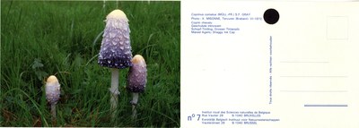 007 Coprinus comatus (Müll.Fr.) S.F. Gray.jpg