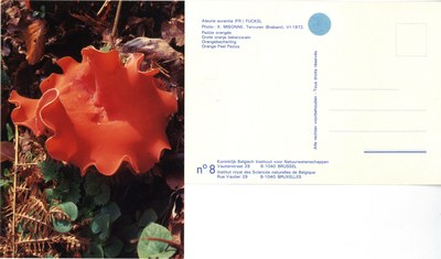 008 Aleuria aurantia (Fr.) Fuckel.jpg