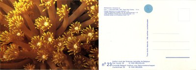 023 Madreporaria Goniopora sp.jpg