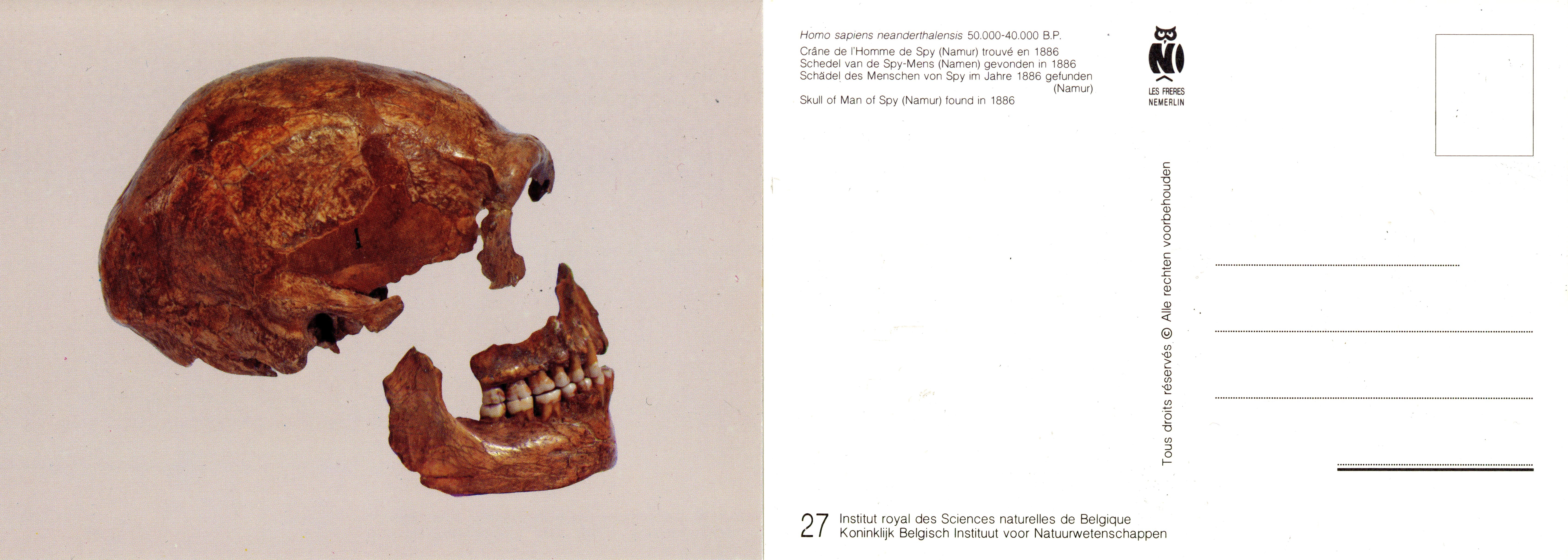 027 Homo sapiens neanderthalensis 50000-40000 BP Spy.jpg