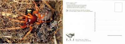 034 Dysdera crocata C.L. Koch.jpg