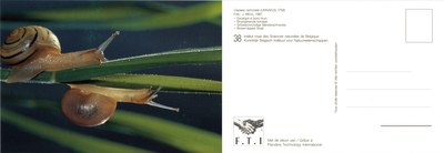 038 Cepaea nemoralis (Linnaeus, 1758).jpg