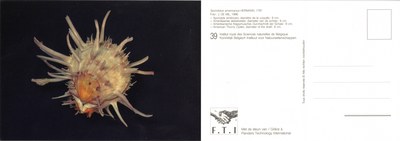 039 Spondylus americanus Hermann, 1781.jpg