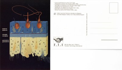 041 Coupe longitudinale de la paroi d'une hydre - Overlangse doorsnede van de lichaamswand van een zoetwaterpoliep.jpg
