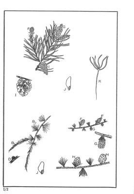 Nos Arbres - Onze Bomen Serie I-02.jpg