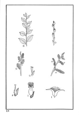 Nos Arbres - Onze Bomen Serie I-04.jpg