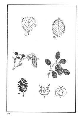 Nos Arbres - Onze Bomen Serie I-06.jpg