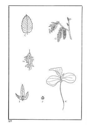 Nos Arbres - Onze Bomen Serie I-07.jpg