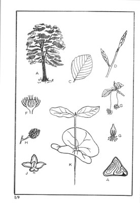 Nos Arbres - Onze Bomen Serie I-09.jpg