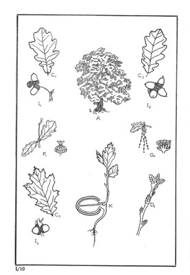 Nos Arbres - Onze Bomen Serie I-10.jpg