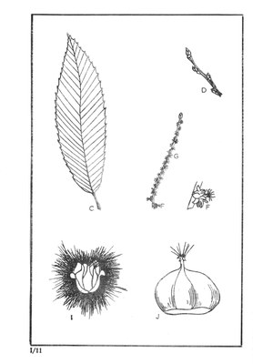 Nos Arbres - Onze Bomen Serie I-11.jpg