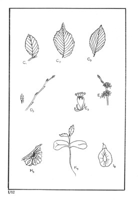 Nos Arbres - Onze Bomen Serie I-12.jpg