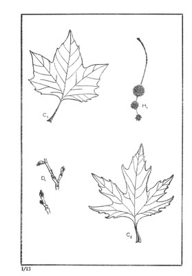 Nos Arbres - Onze Bomen Serie I-13.jpg