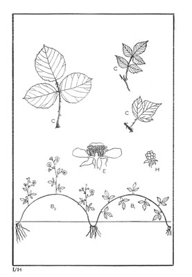 Nos Arbres - Onze Bomen Serie I-14.jpg