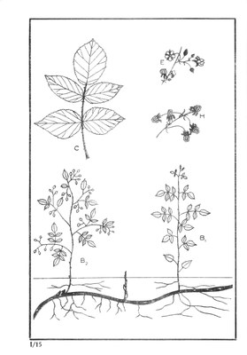 Nos Arbres - Onze Bomen Serie I-15.jpg