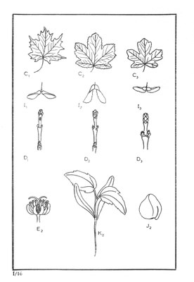 Nos Arbres - Onze Bomen Serie I-16.jpg