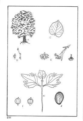 Nos Arbres - Onze Bomen Serie I-18.jpg