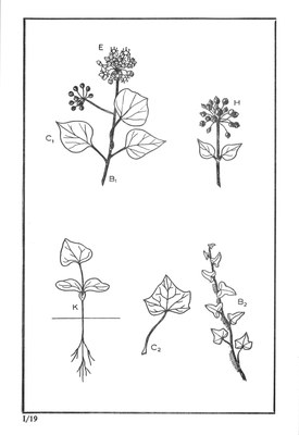 Nos Arbres - Onze Bomen Serie I-19.jpg