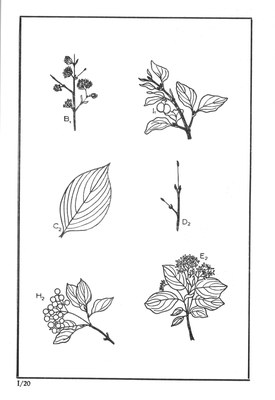 Nos Arbres - Onze Bomen Serie I-20.jpg