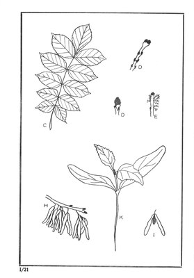 Nos Arbres - Onze Bomen Serie I-21.jpg