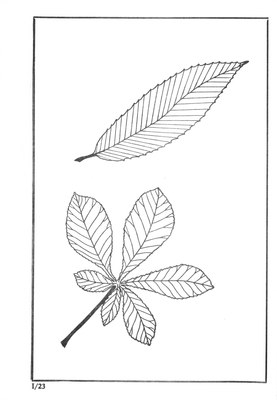 Nos Arbres - Onze Bomen Serie I-23.jpg