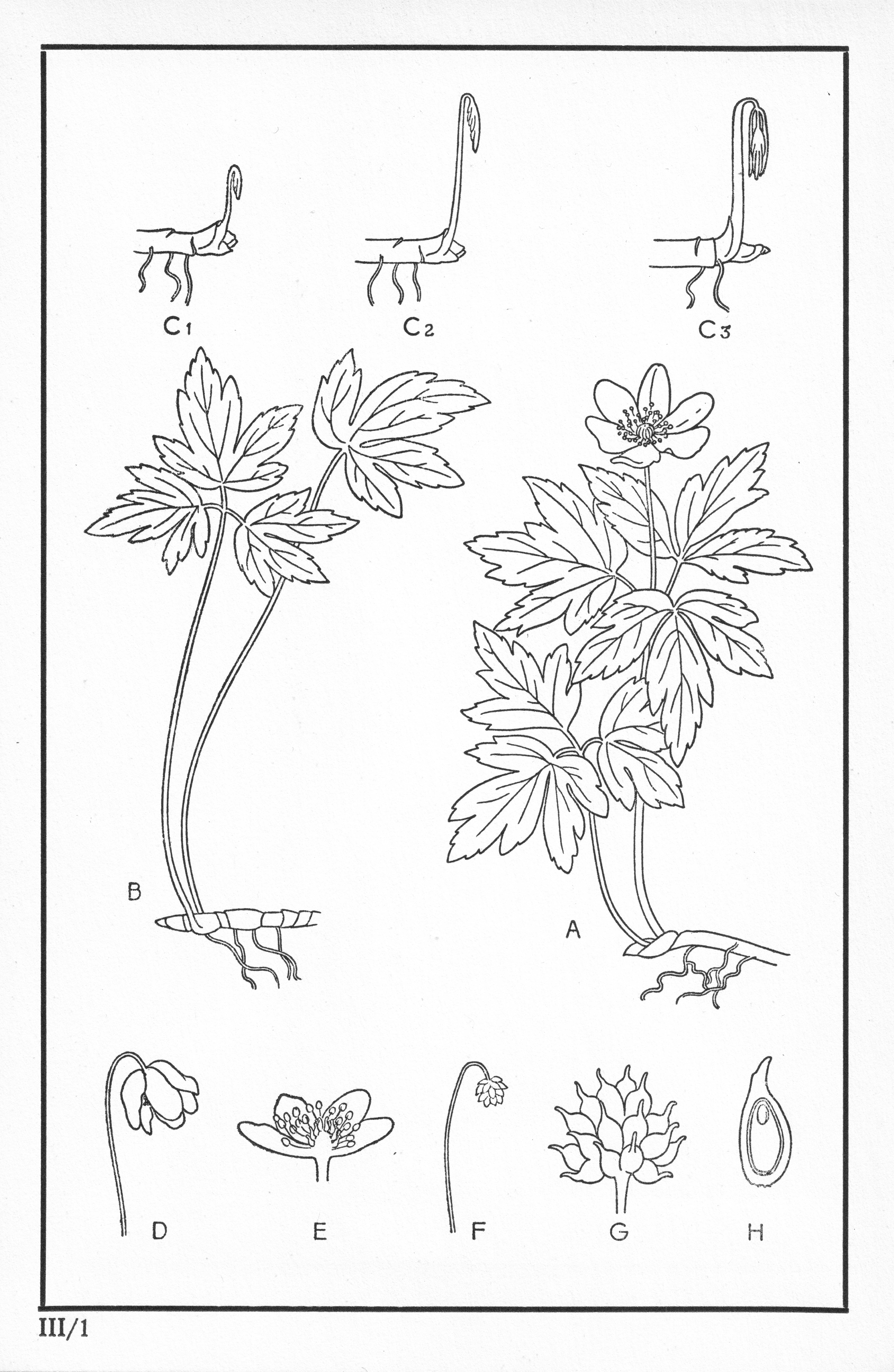 Fleurs de nos bois - Bloemen van onze bossen Serie III-01.jpg
