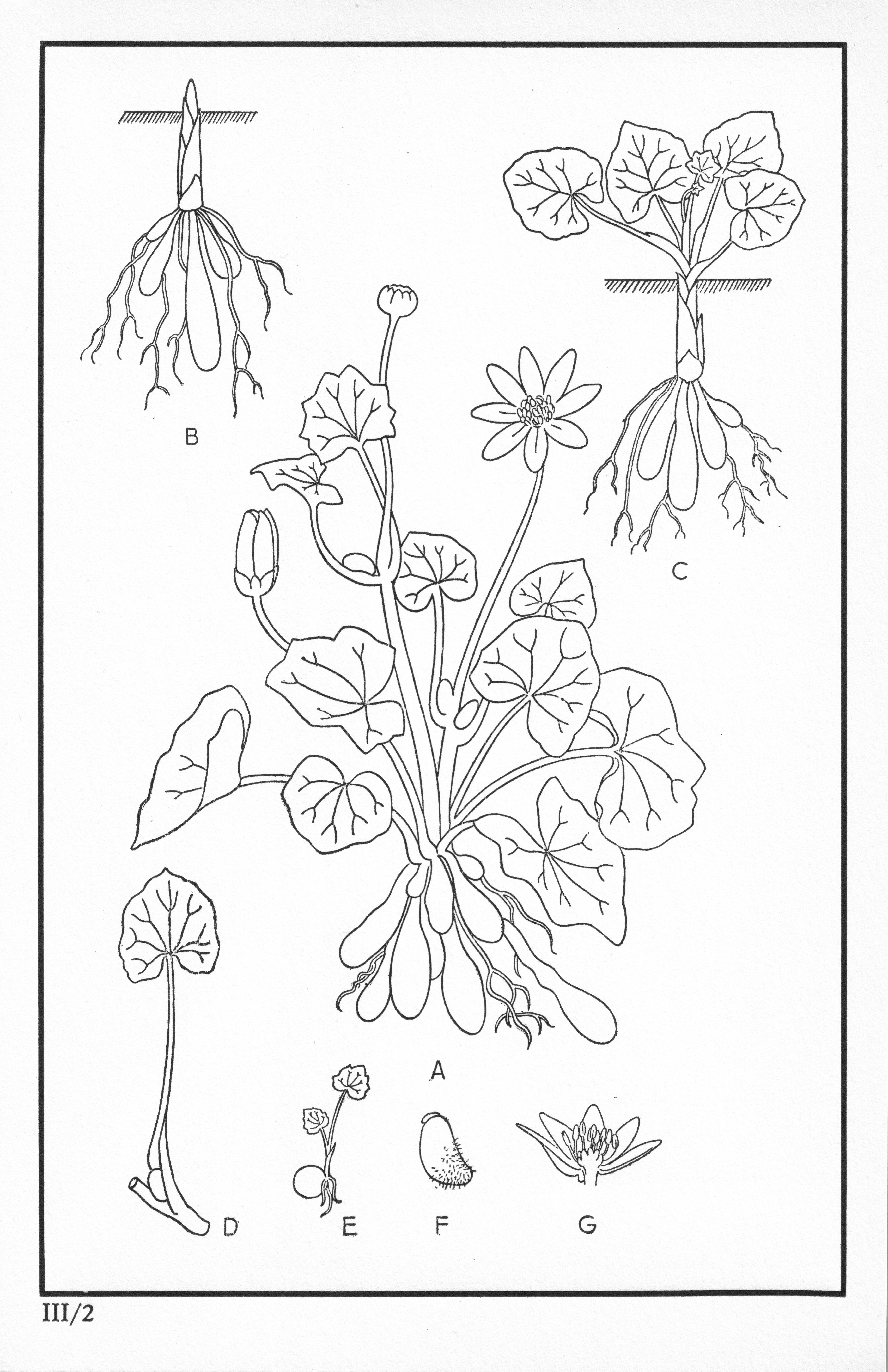 Fleurs de nos bois - Bloemen van onze bossen Serie III-02.jpg