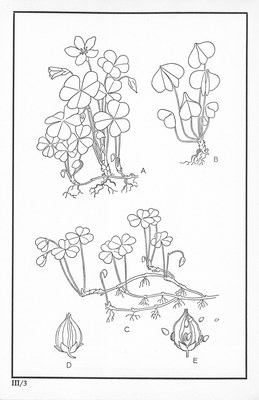 Fleurs de nos bois - Bloemen van onze bossen Serie III-03.jpg