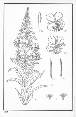 Fleurs de nos bois - Bloemen van onze bossen Serie III-04.jpg