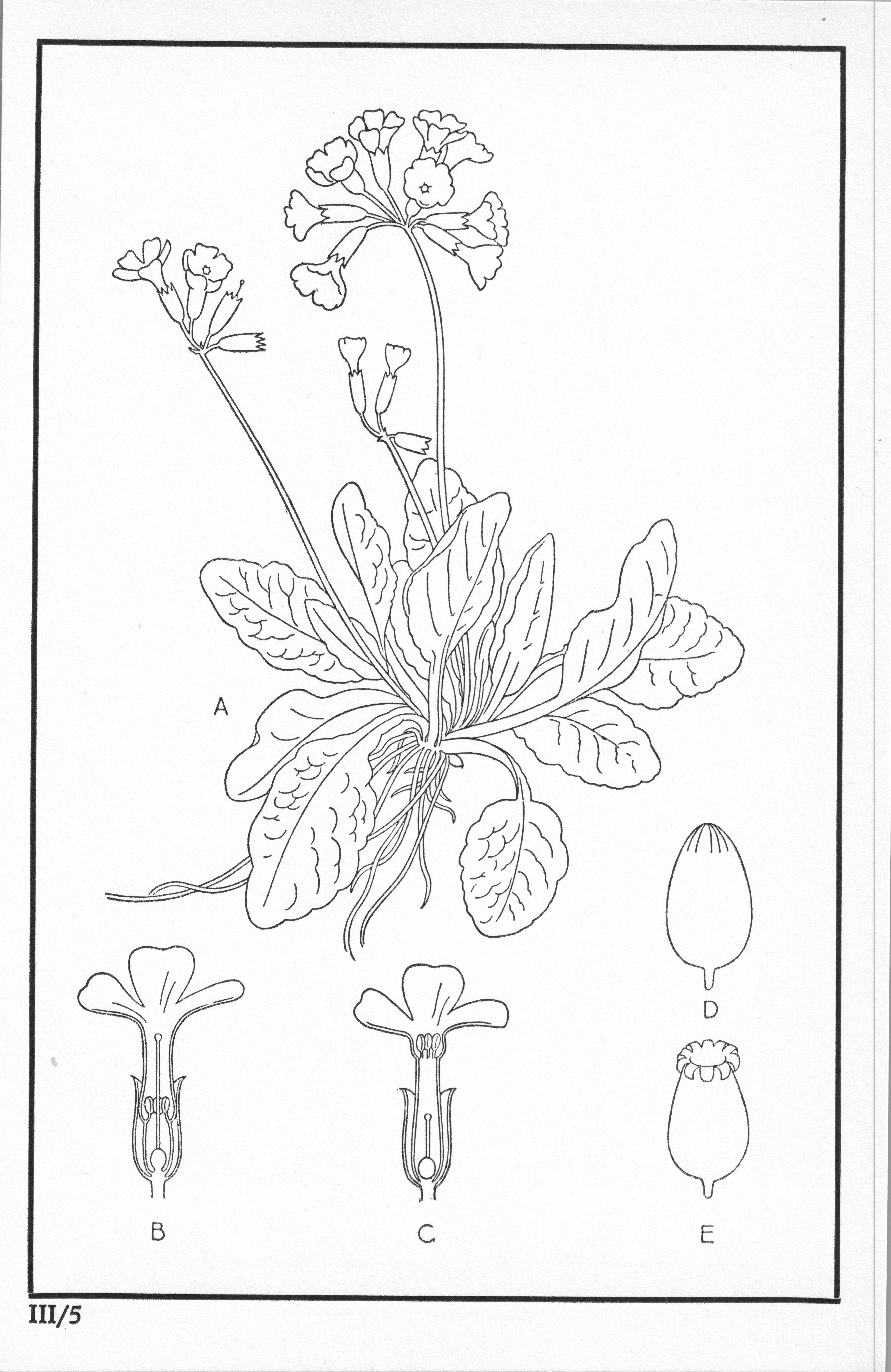 Fleurs de nos bois - Bloemen van onze bossen Serie III-05.jpg