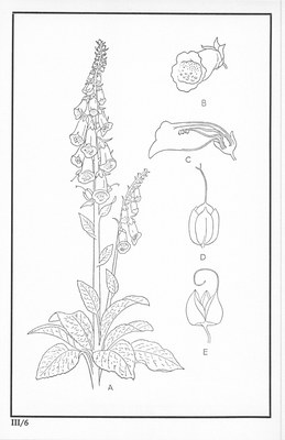 Fleurs de nos bois - Bloemen van onze bossen Serie III-06.jpg