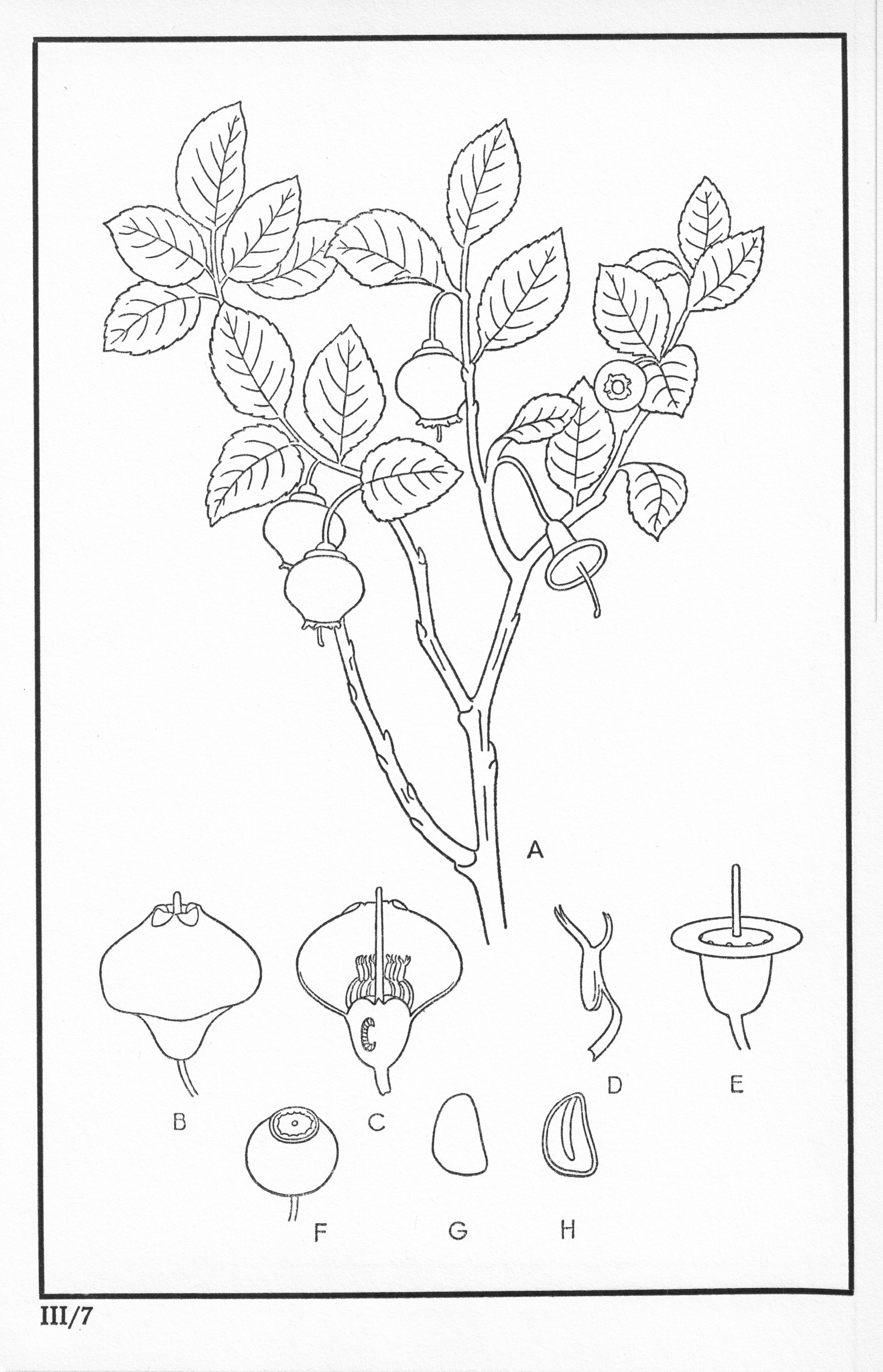 Fleurs de nos bois - Bloemen van onze bossen Serie III-07.jpg