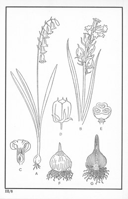 Fleurs de nos bois - Bloemen van onze bossen Serie III-08.jpg