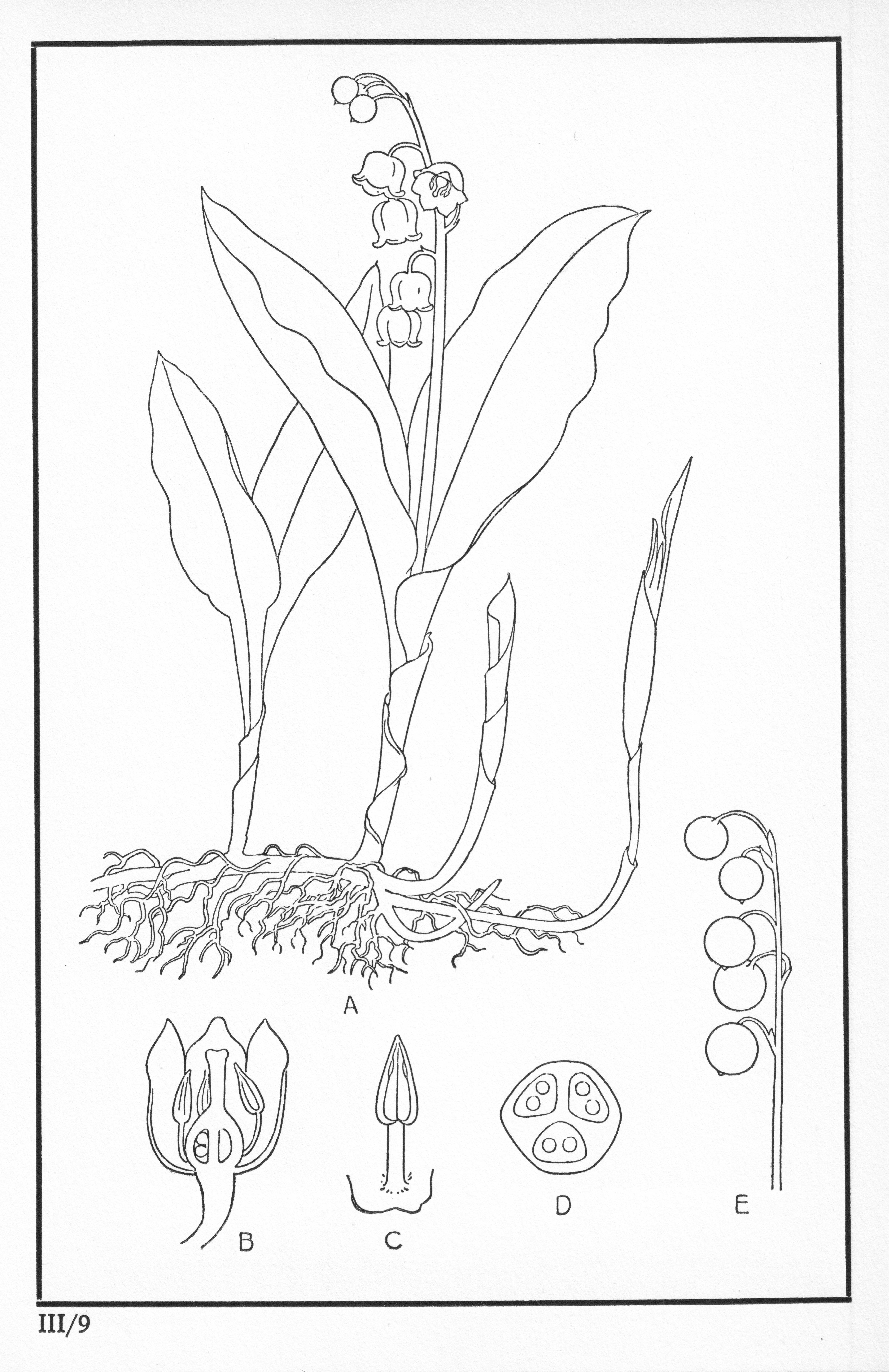 Fleurs de nos bois - Bloemen van onze bossen Serie III-09.jpg
