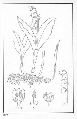 Fleurs de nos bois - Bloemen van onze bossen Serie III-09.jpg