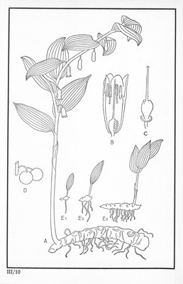 Fleurs de nos bois - Bloemen van onze bossen Serie III-10.jpg