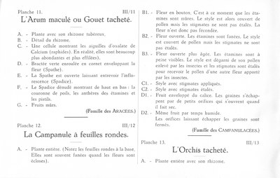 Fleurs de nos bois - Bloemen van onze bossen Serie III-11-13 fr.jpg