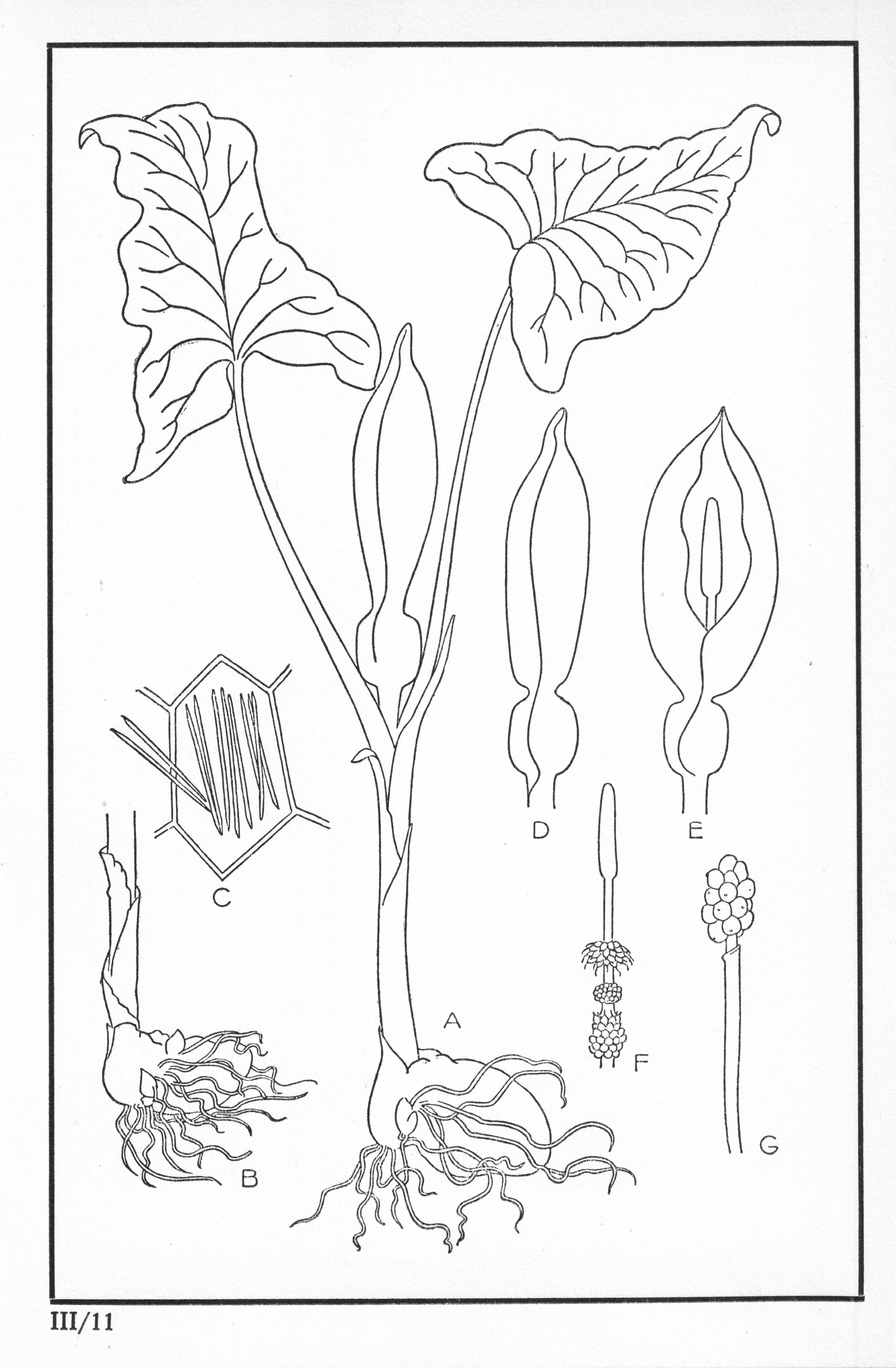 Fleurs de nos bois - Bloemen van onze bossen Serie III-11.jpg