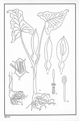 Fleurs de nos bois - Bloemen van onze bossen Serie III-11.jpg