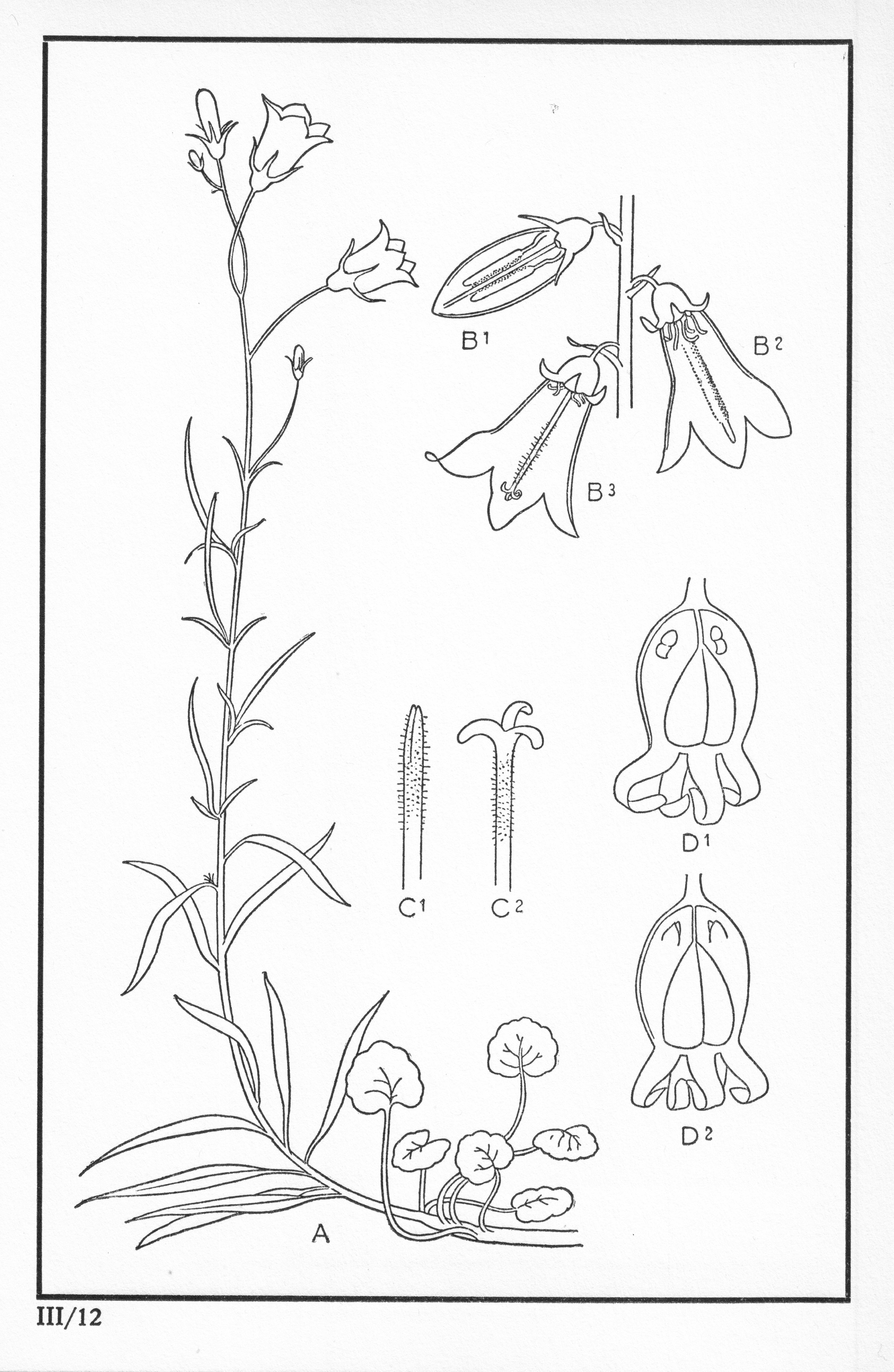 Fleurs de nos bois - Bloemen van onze bossen Serie III-12.jpg