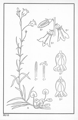 Fleurs de nos bois - Bloemen van onze bossen Serie III-12.jpg