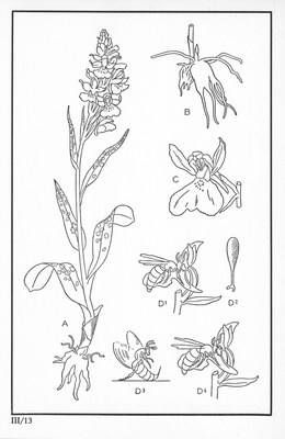 Fleurs de nos bois - Bloemen van onze bossen Serie III-13.jpg