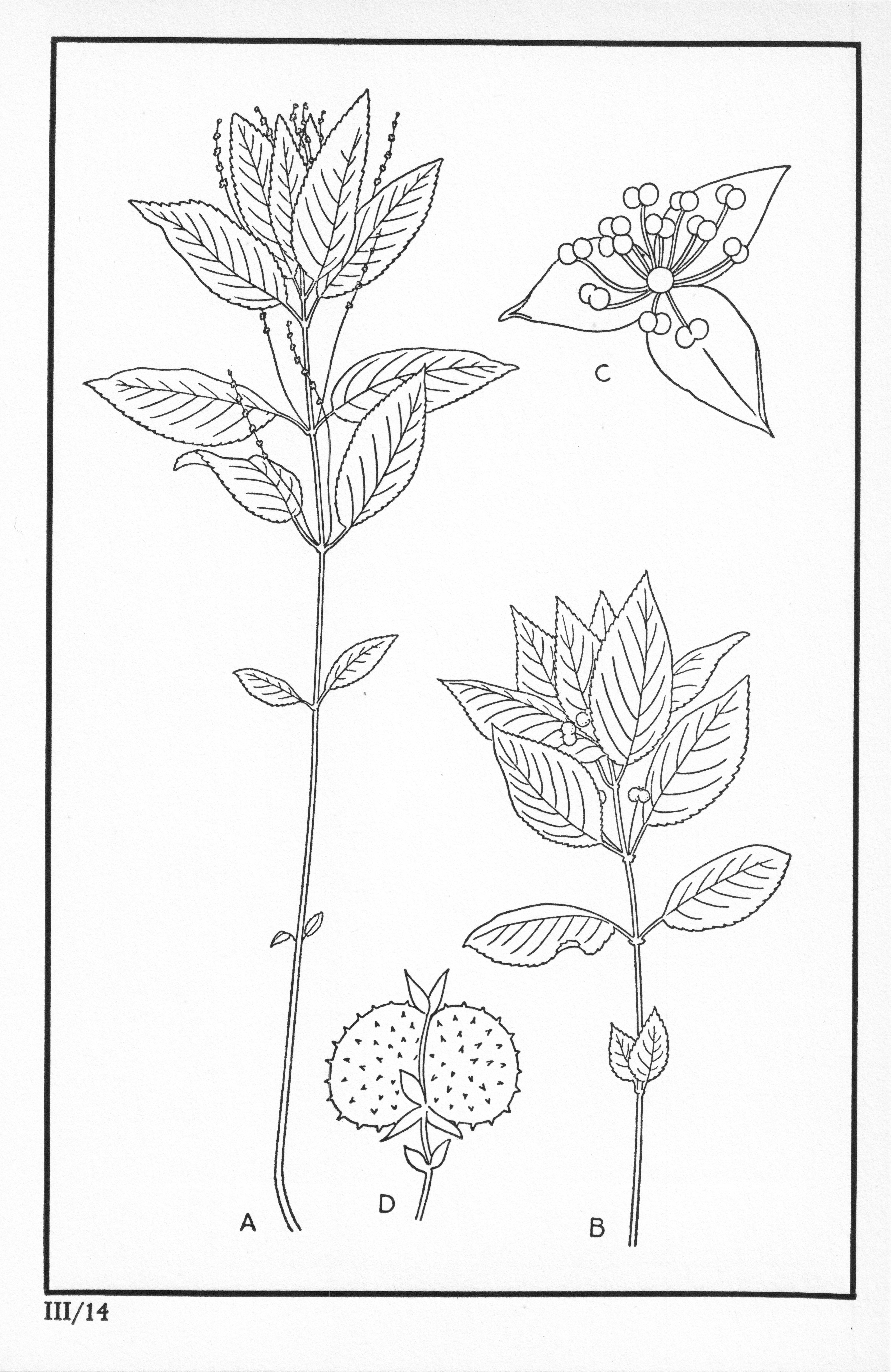 Fleurs de nos bois - Bloemen van onze bossen Serie III-14.jpg