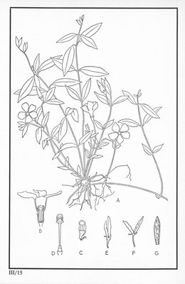 Fleurs de nos bois - Bloemen van onze bossen Serie III-15.jpg