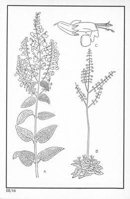 Fleurs de nos bois - Bloemen van onze bossen Serie III-16.jpg