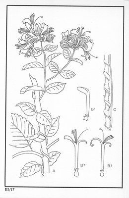 Fleurs de nos bois - Bloemen van onze bossen Serie III-17.jpg