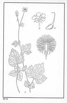 Fleurs de nos bois - Bloemen van onze bossen Serie III-18.jpg