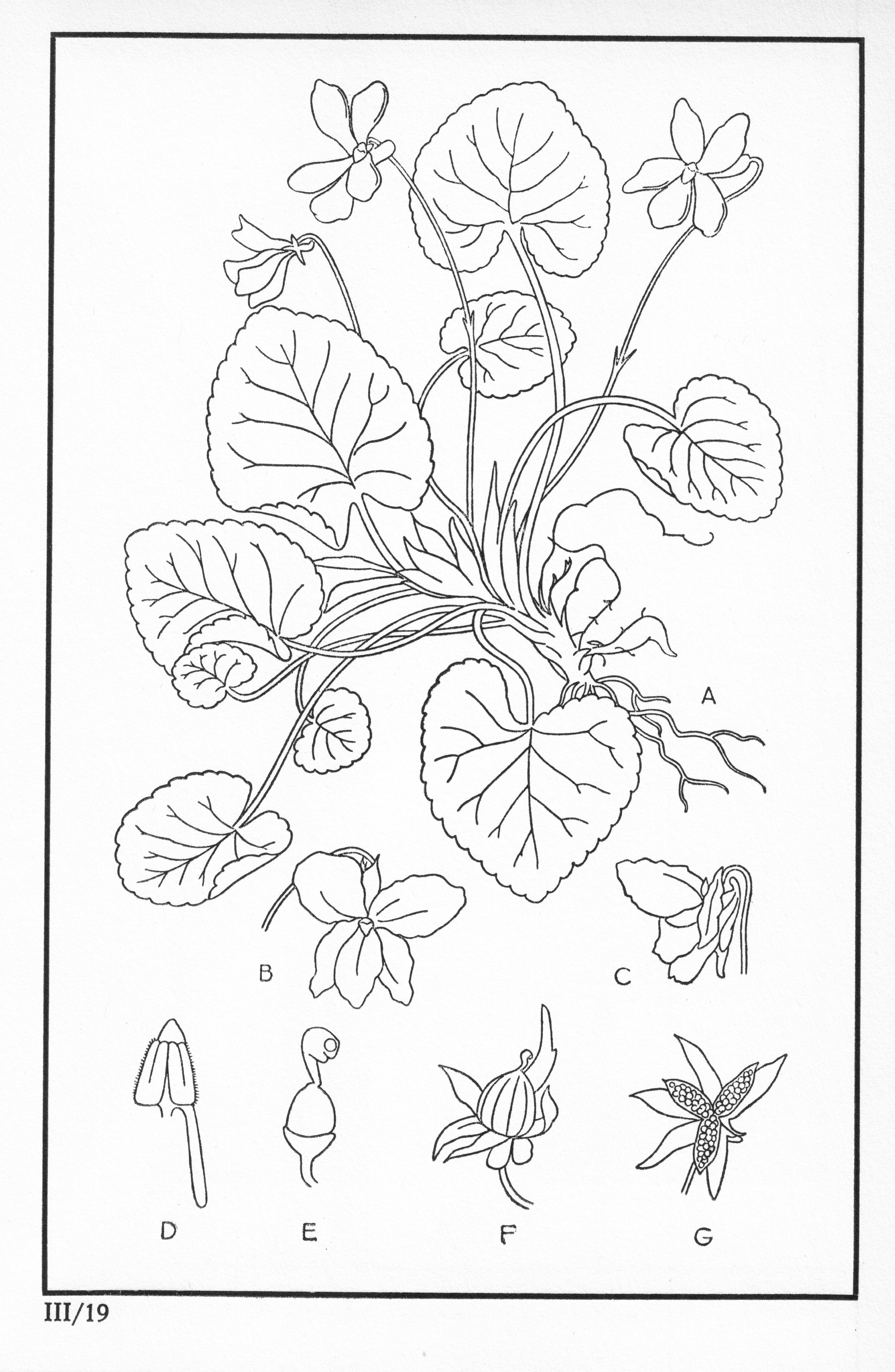 Fleurs de nos bois - Bloemen van onze bossen Serie III-19.jpg